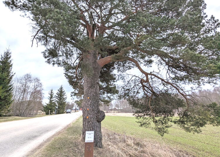 Kelyje prie Geologo duobės veriasi smegduobė?
