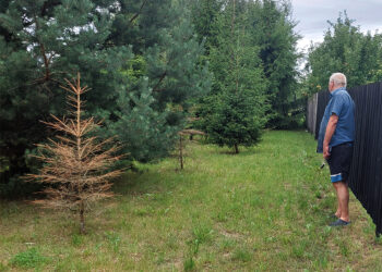 Ar pjūklininkai įveiks biržiečio sodintas eglaites?