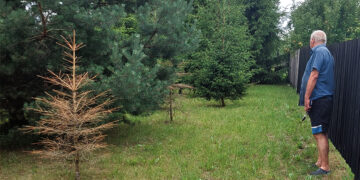 Ar pjūklininkai įveiks biržiečio sodintas eglaites?