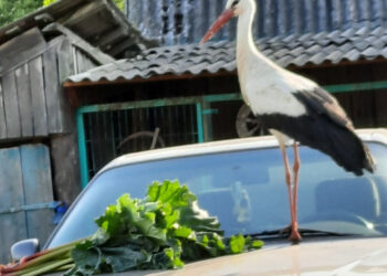 Kieme su vištomis šeimininkavusio gandro lauks ir kitąmet