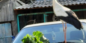 Kieme su vištomis šeimininkavusio gandro lauks ir kitąmet