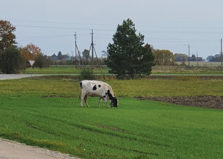 Kas sutramdys vabalninkiečius terorizuojančias karves?