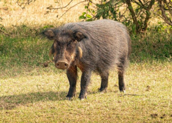 Biržų rajone – afrikinis kiaulių maras