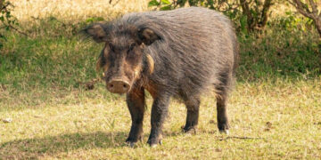 Biržų rajone – afrikinis kiaulių maras