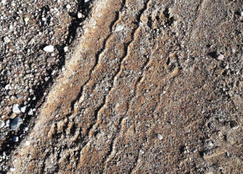 Paslaptingas kačių dingimas