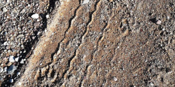 Paslaptingas kačių dingimas