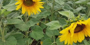 Idėją užauginti Ukrainos vėliavą sunaikino sausra