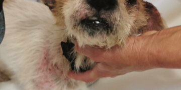 Kankintą gyvūną pakelėje pastebėjo atsitiktinai