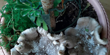 Biržų miškuose – itin retai randama grybų rūšis