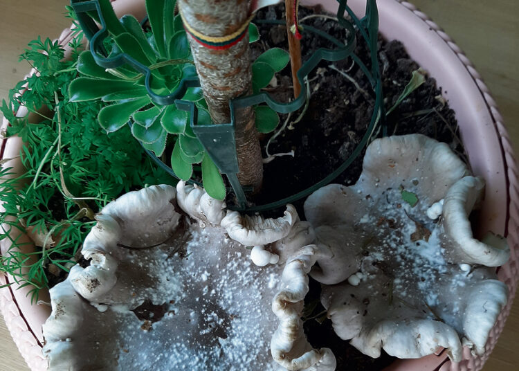 Biržų miškuose – itin retai randama grybų rūšis