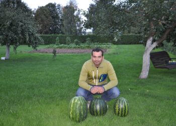 Biržiečio sode pūpso  ypatingo skonio arbūzai