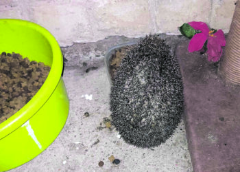 Į miestelio sodybą įjunko ežiukai