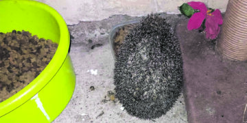 Į miestelio sodybą įjunko ežiukai