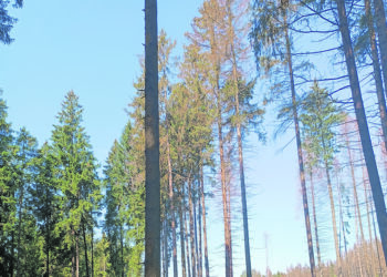 Kas puola mūsų miškus