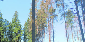 Kas puola mūsų miškus