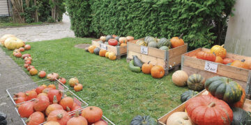 Vilniaus gatvėje – moliūgų savitarnos krautuvėlė