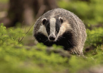 Barsukas iš šulinio ištrauktas gyvas