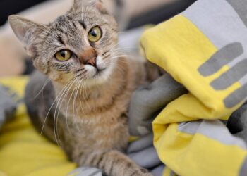 Kokybiško kačių ėdalo nauda – mokslas apie maistingųjų medžiagų turtingą racioną