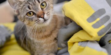 Kokybiško kačių ėdalo nauda – mokslas apie maistingųjų medžiagų turtingą racioną