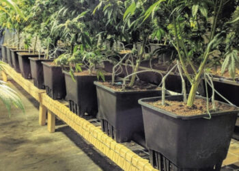 Aptiko dar vieną kanapių plantaciją