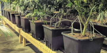 Aptiko dar vieną kanapių plantaciją