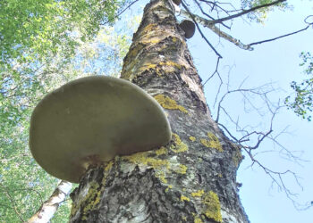 Beržas, kurį reikėtų nukirsti