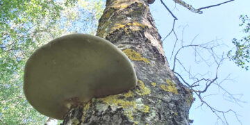 Beržas, kurį reikėtų nukirsti