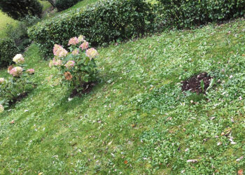 Kokie pavojai tyko Pačeriaukštės hortenzijų plėšikų?