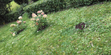 Kokie pavojai tyko Pačeriaukštės hortenzijų plėšikų?