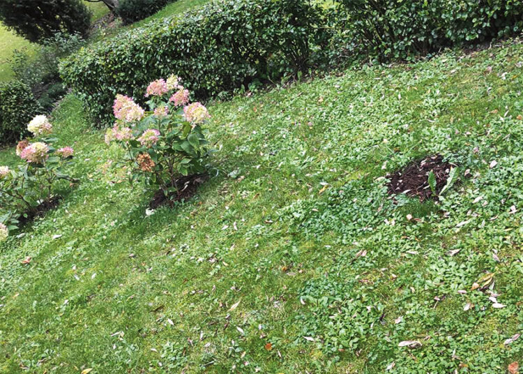 Kokie pavojai tyko Pačeriaukštės hortenzijų plėšikų?