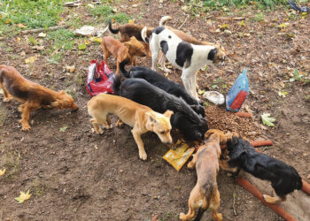 Kapų lankytojus puls mažiau šunų
