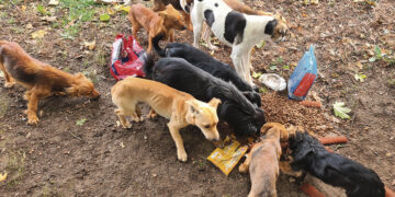 Kapų lankytojus puls mažiau šunų