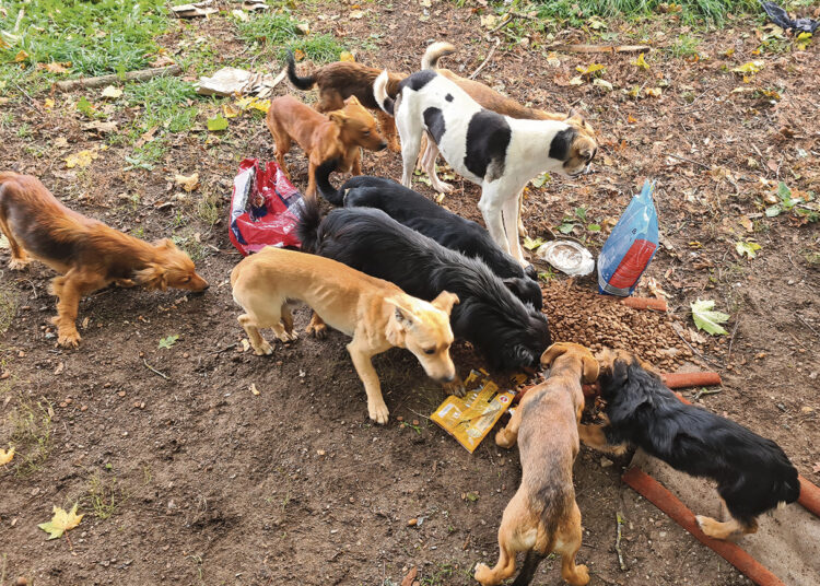 Kapų lankytojus puls mažiau šunų