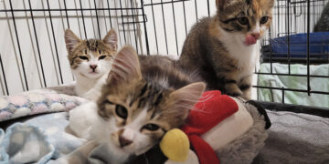 Dėžę su kačiukais paliko autobusų stotelėje