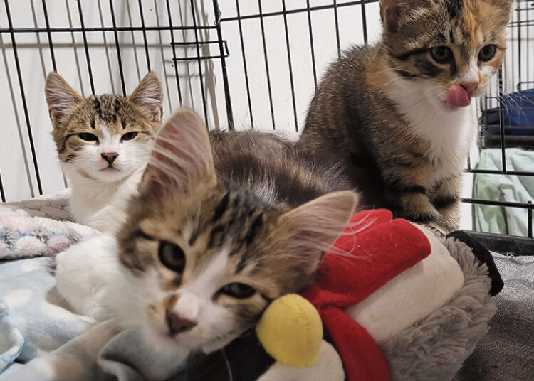 Dėžę su kačiukais paliko autobusų stotelėje