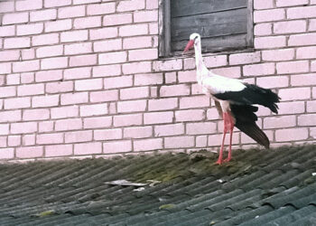 Luošą gandrelį gyvūnų globėjai siūlo palikti likimo valiai