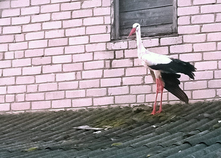 Luošą gandrelį gyvūnų globėjai siūlo palikti likimo valiai