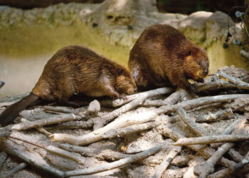 Vėl smaginasi bebrai