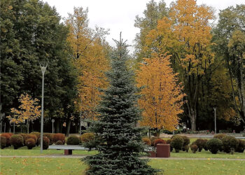 Nepriklausomybės aikštėje – nauja eglė