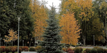 Nepriklausomybės aikštėje – nauja eglė