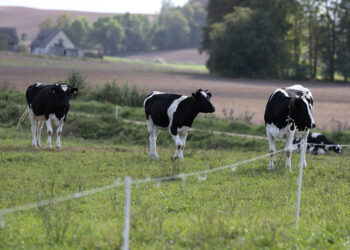 Smulkių ir vidutinių ūkių gyvybingumui didinti – parama