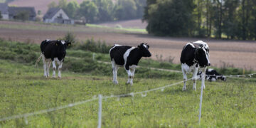 Smulkių ir vidutinių ūkių gyvybingumui didinti – parama