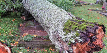 Nemunėlio Radviliškio kapinėse virto didžiulis ąžuolas