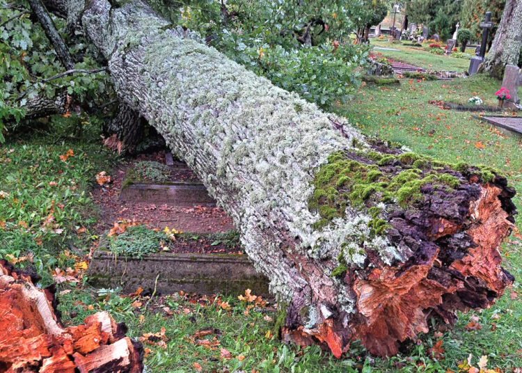 Nemunėlio Radviliškio kapinėse virto didžiulis ąžuolas