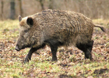Vėl aptiktas afrikinis kiaulių maras