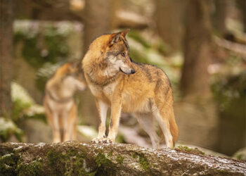 Vilkai jau pradeda rodyti dantis