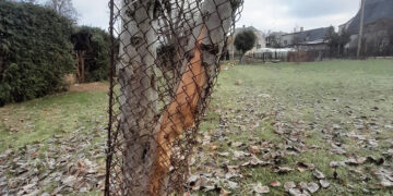 Apie bebrų ir žmonių santykius