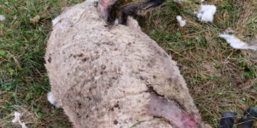 Vilkai sudraskė penkias avis