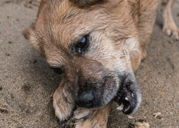 Dejuojančiu šuneliu susirūpino kaimynai