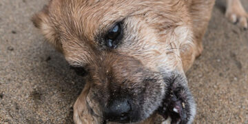 Dejuojančiu šuneliu susirūpino kaimynai